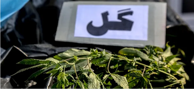 کشف یک تن ماده مخدر &laquo;گل&raquo; در اسدآباد